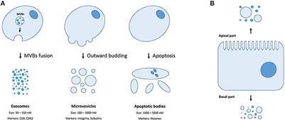 Transcriptome of Extracellular Vesicles: State-of-the-Art